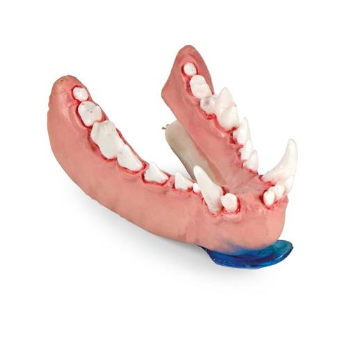 Canine Dental Pathology Jaw Model &ndash; Complex Pathology Series Mandible, 1027267, Canine Simulators