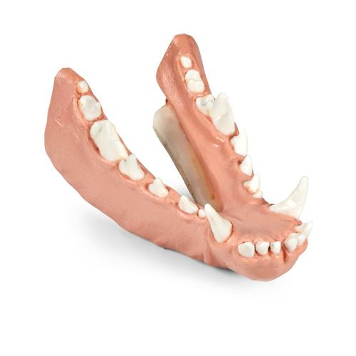 Mod&egrave;le de m&acirc;choire de pathologie dentaire canine &ndash; S&eacute;rie m&eacute;sioclusion (prognathisme mandibulaire), 1027270, Simulateurs canins