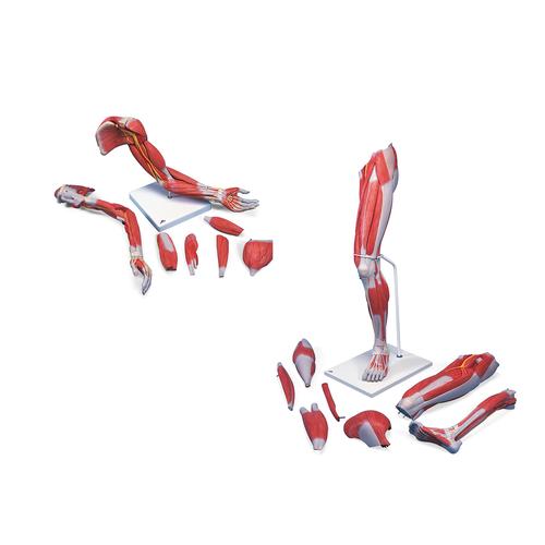 Set di anatomia gamba e braccio con muscoli modelli di lusso, 8001089 [3010307], Modelli di Muscolatura