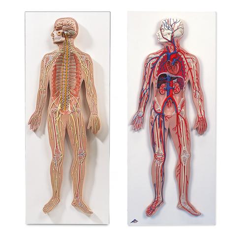 Set di anatomia sistema nervoso e circolazione del sangue, 8001092 [3010309], Set di anatomia