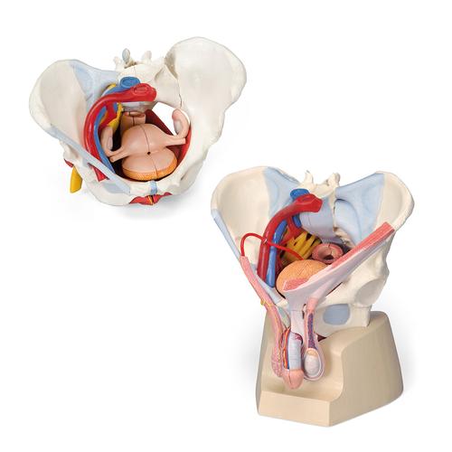 Set di anatomia Bacino maschile & Pelvi femminile modelli di lusso, 8001093 [3010311], Modelli di Pelvi e Organi genitali