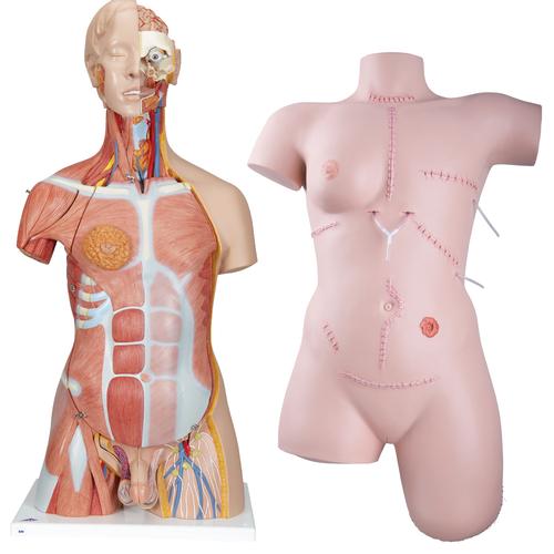 Conjuntos laboratorial para enfermagem essencial , 8000869 [3011610], Modelos de conjuntos de Anatomia