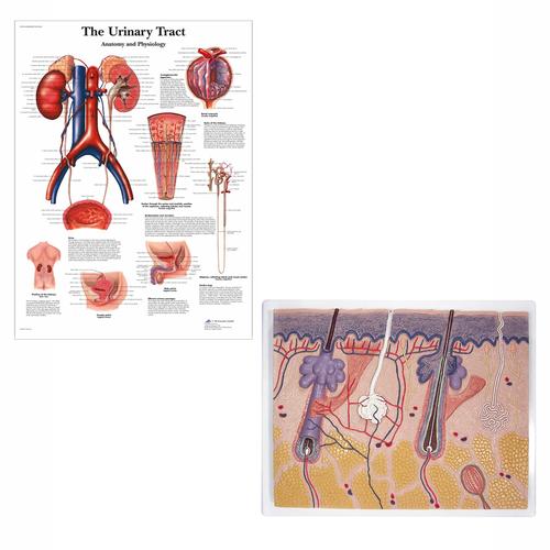 Set laboratorio infermieristico essenziale&nbsp;, 8000869 [3011610], Assistenza di pazienti adulti