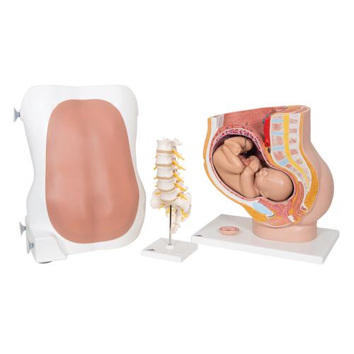 Conjunto de Laboratorio de Anestesiolog&iacute;a, 8000874 [3011612], Epidural y espinal