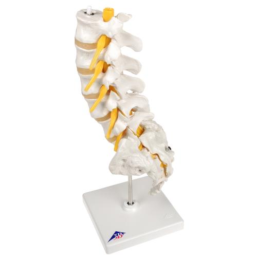 Aneszteziol&oacute;giai oktat&oacute;csomag, 8000874 [3011612], Epidural and Spinal