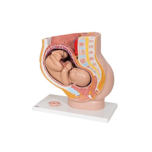 Conjunto de Laboratorio de Anestesiolog&iacute;a, 8000874 [3011612], Epidural y espinal