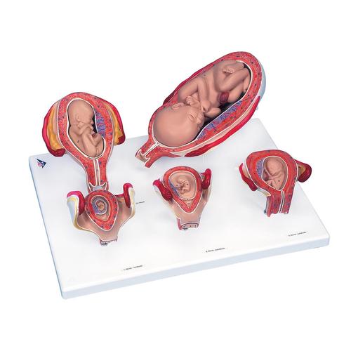 Intro Conjunto  de Laboratorio Pro para Obstetricia, 8000878 [3011905], Kits de simulación