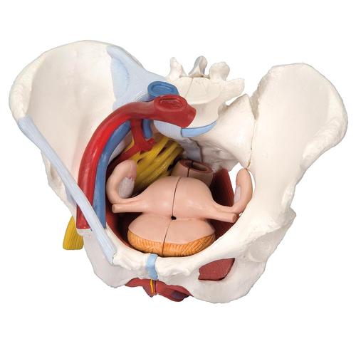 Schulungsset Einf&uuml;hrung in die Gyn&auml;kologie, 8000879 [3011906], Anatomie Sets
