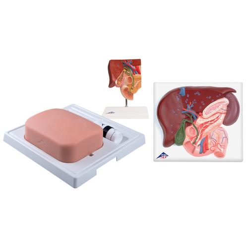 Set cistifellea, 8000884 [3011910], Kit di simulazione
