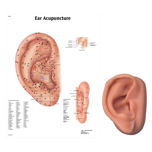 Acupuncture right ear model and ear chart, 3011913, Acupuncture Charts and Models
