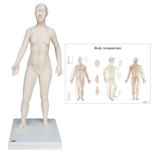 Female Acupuncture model with body chart, 3011921, Acupuncture Charts and Models