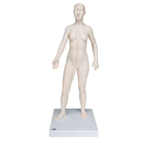 Female Acupuncture model with body chart, 3011921, Modelos