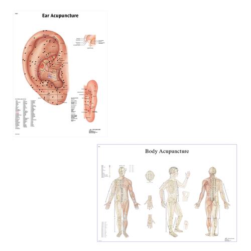 Acupuncture charts, ear and body, 3011923, Acupuncture Charts and Models
