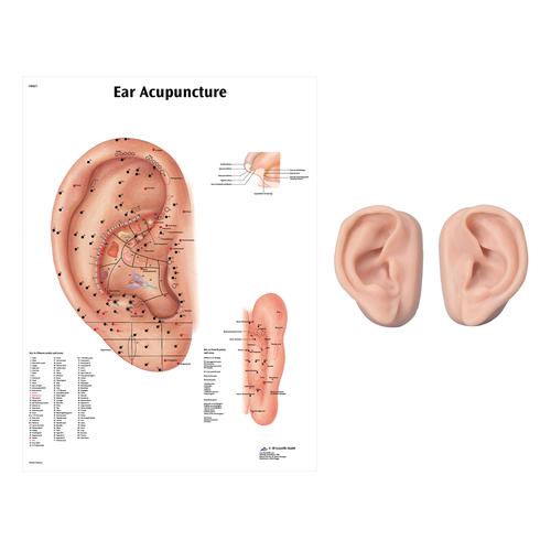 Right and left acupuncture ear models with ear chart, 3011924, Modelos