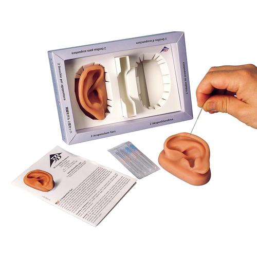 Right and left acupuncture ear models with ear chart, 3011924, Acupuncture Charts and Models