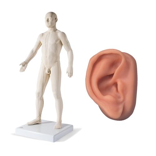 Male Acupuncture model and right ear model, 3011925, Modelos