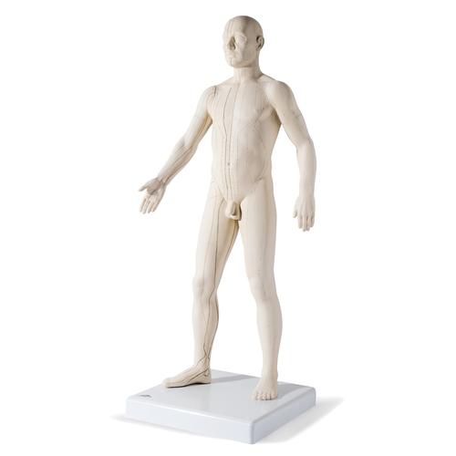 Male Acupuncture model and right ear model, 3011925, Modelos
