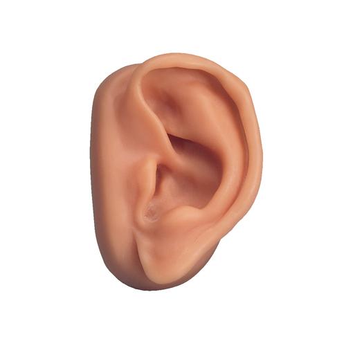 Male Acupuncture model and left ear model, 3011926, Modelos