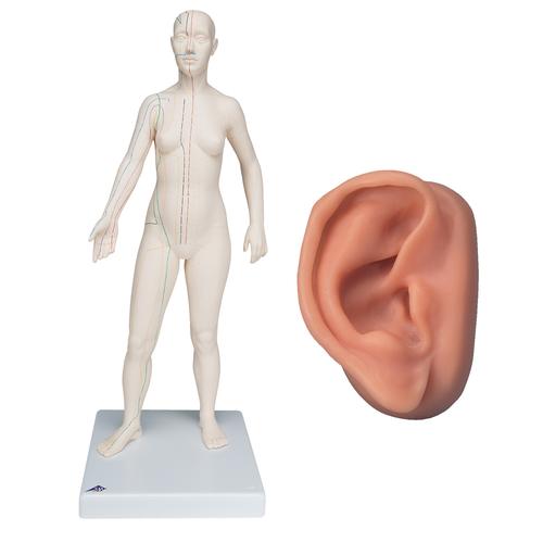 Female Acupuncture model and right ear model, 3011927, Acupuncture Charts and Models