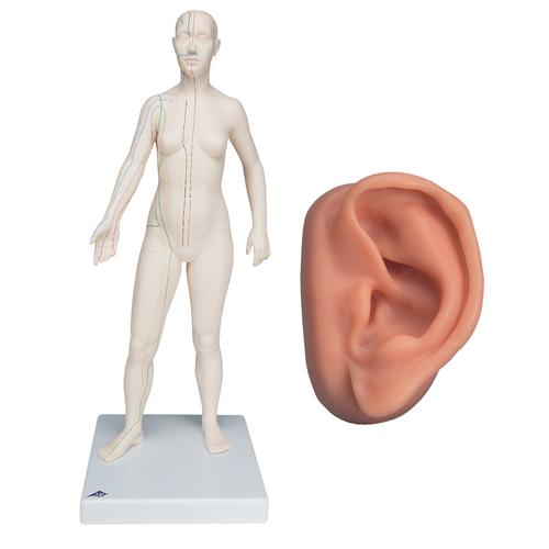 Female Acupuncture model and left ear model, 3011928, Acupuncture Charts and Models