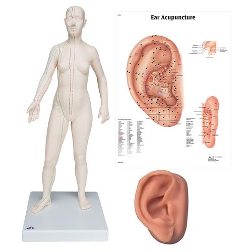 Female Acupuncture model, right ear, and ear chart, 3011930, Modelos