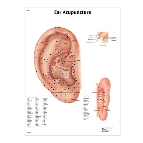 Female Acupuncture model, right ear, and ear chart, 3011930, Acupuncture Charts and Models