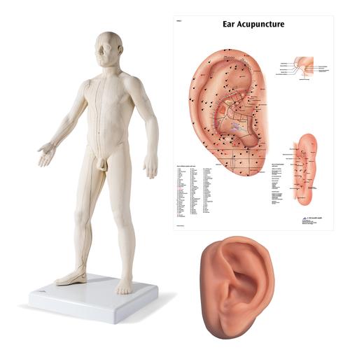 Male Acupuncture model, left ear, and ear chart, 3011931, Modelos