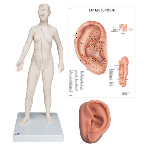 Female Acupuncture model, left ear, and ear chart, 3011932, Modelos