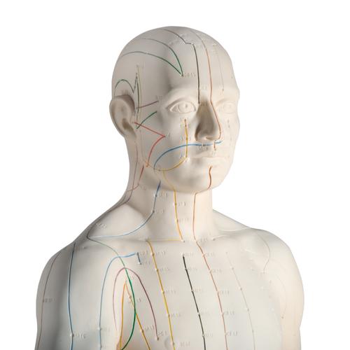 Male Acupuncture model, 2 ears, and ear chart, 3011933, Acupuncture Charts and Models