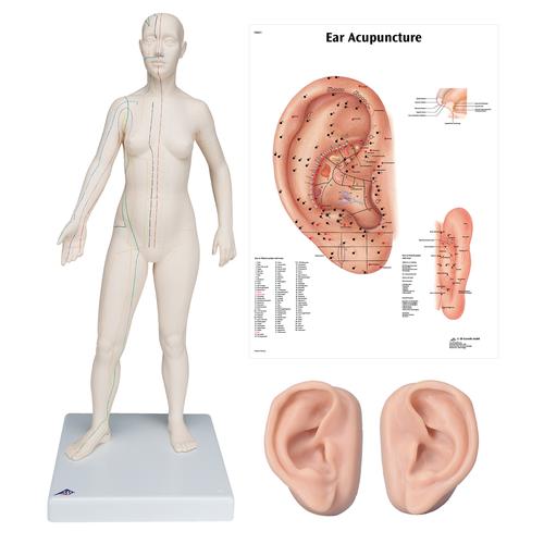 Female Acupuncture model, 2 ears, and ear chart, 3011934, Acupuncture Charts and Models