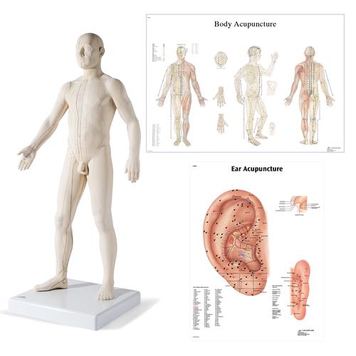 Male Acupuncture model with body and ear charts, 3011935, Acupuncture Charts and Models