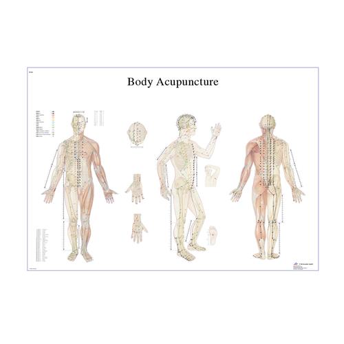 Male Acupuncture model with body and ear charts, 3011935, Acupuncture Charts and Models