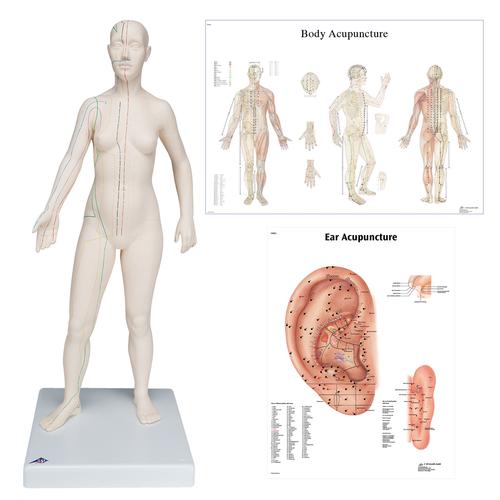 Female Acupuncture model with body and ear charts, 3011936, Modelos