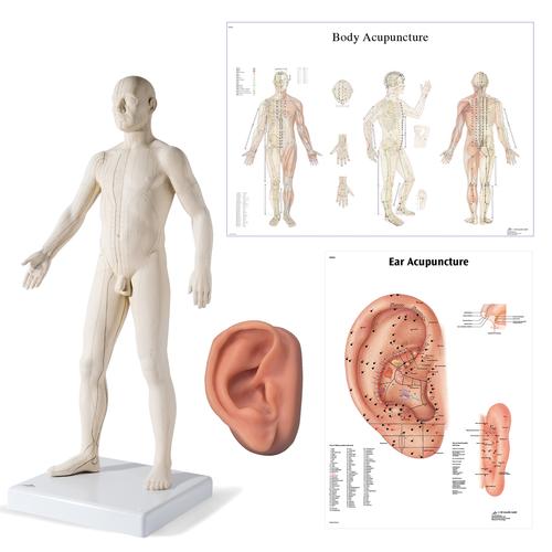 Male Acupuncture, R ear model, body and ear chart, 3011937, Modelos