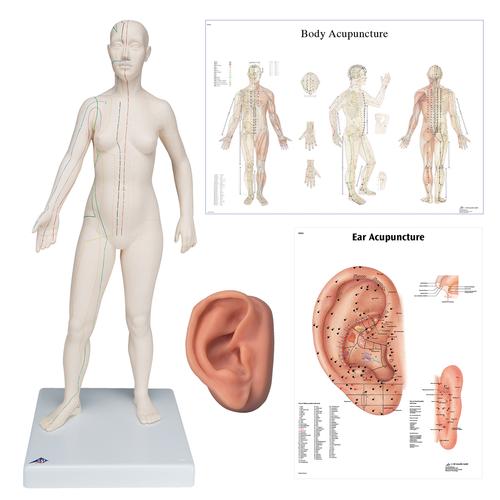 Female Acupuncture, R ear model, body, ear chart, 3011938, Modelos