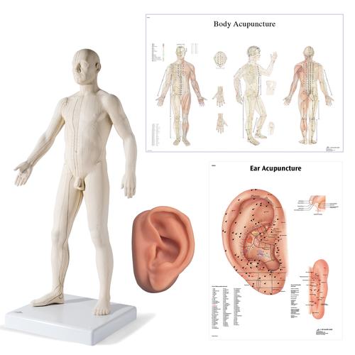 Male Acupuncture, L ear model, body and ear chart, 3011939, Modelos