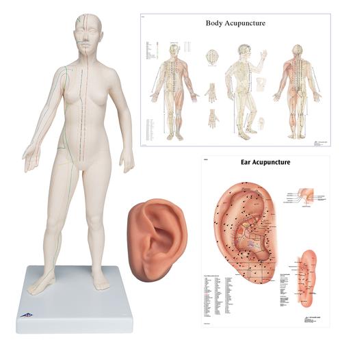 Female Acupuncture, L ear model, body and ear chart, 3011940, Modelos