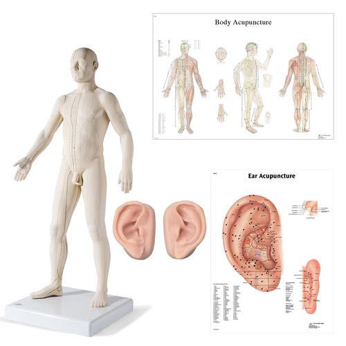 Male Acupuncture, 2 ear models, body, ear chart, 3011941, Modelos