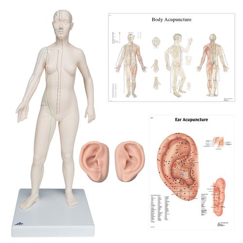 Female Acupuncture, 2 ear models, body, ear chart, 3011942, Modelos