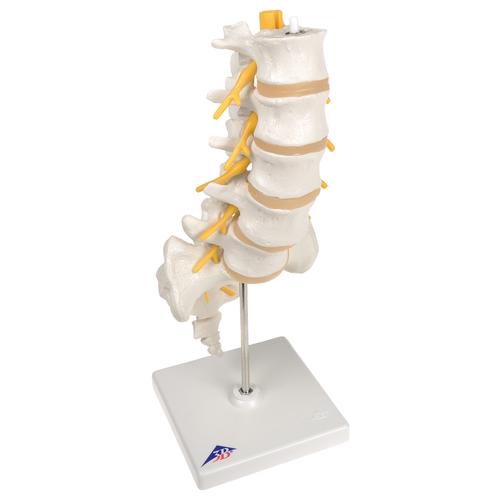 요추 주사 세트 Lumbar Spinal Injection Set, 8000890 [3011955], 해부학모형 세트