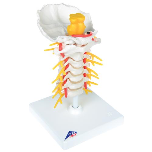 图像引导下的腰椎穿刺训练模型, 8000891 [3011957], 模型組合