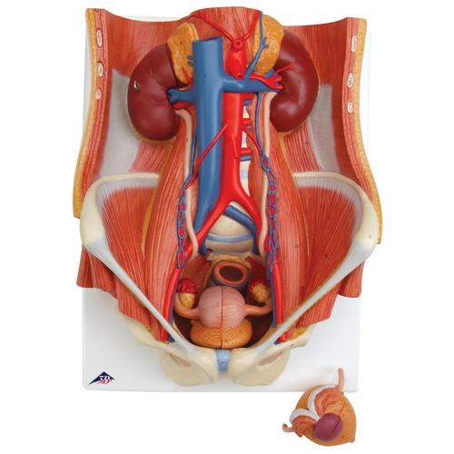 Dual Sex Catheterization Pro Set, 8000892 [3011958], Anatomy Sets