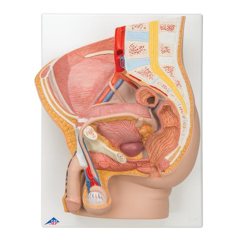 Male Catheterization Basic Set, 8000898 [3011965], Simulation Kits