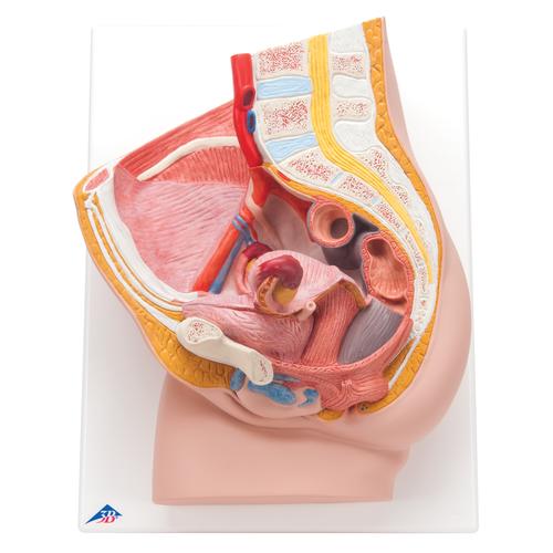 Entrenador de inyecci&oacute;n lumbar guiada por im&aacute;genes P65, 8000899 [3011966], Kits de simulaci&oacute;n