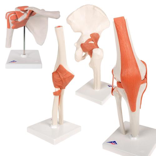 Anatomie Set Gelenke, 8000832, Anatomie Sets