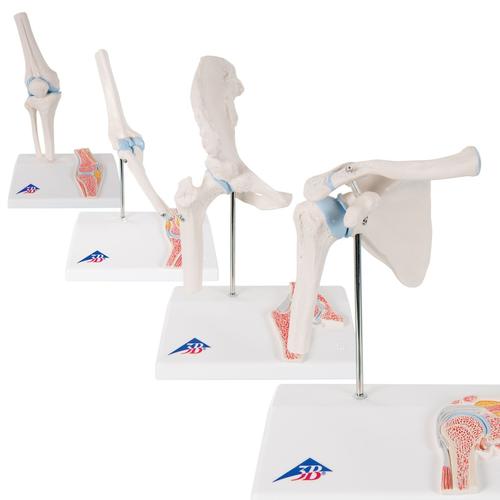 Anatomie Set Mini Gelenke, 8000835, Anatomie Sets