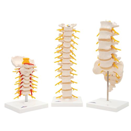 脊柱解剖模型套装, 8000836, 解剖模型组合