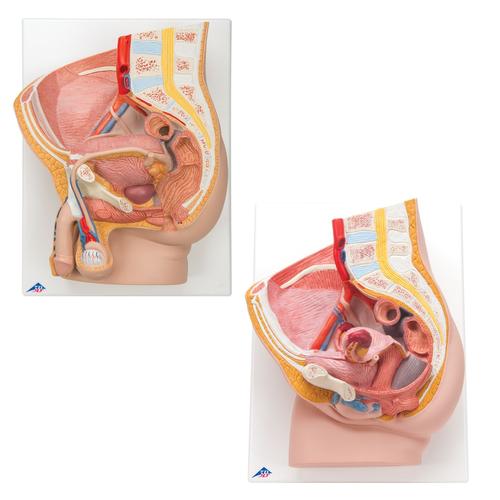 Conjuntos de Anatomia Pélvis, 8000837, Modelo de genitália e pelve