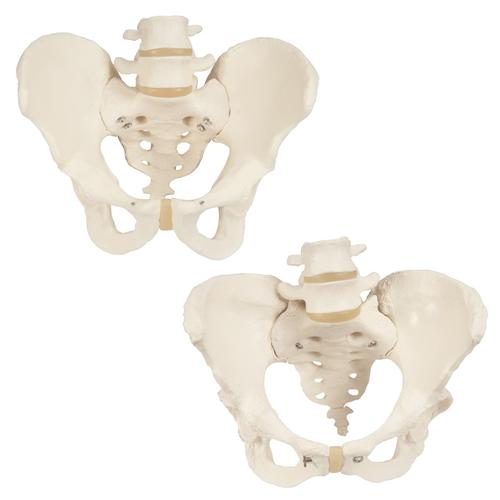 Anatom&iacute;a Grupos Pelvis - Hueso, 8000838, Anatom&iacute;a Grupos
