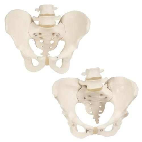 骨盆骨骼模型套装, 8000838, 解剖模型组合